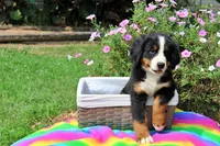 Beaumont, a male Bernese Mountain Dog for sale in Pomona, MO – 4 of 10