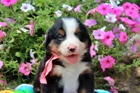 Odessa, a female Bernese Mountain Dog for sale in Pomona, MO – 2 of 6