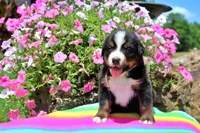 Huston, a male Bernese Mountain Dog for sale in Pomona, MO – 3 of 7