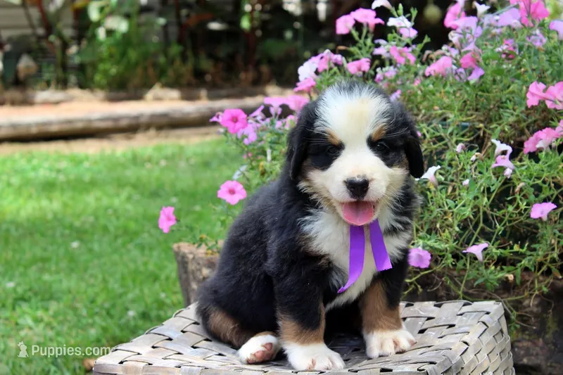 Vixen – Bernese Mountain Dog puppy for sale in Pomona, MO