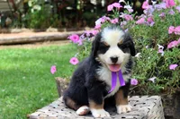 Vixen, a female Bernese Mountain Dog for sale in Pomona, MO – 1 of 7