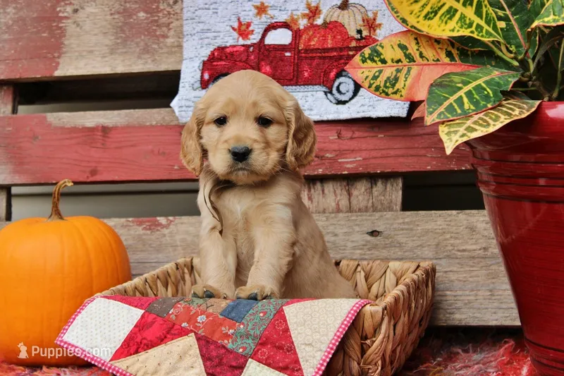 Prescott – Golden Cocker Retriever, Miniature Golden Retriever puppy for sale in Pomona, MO