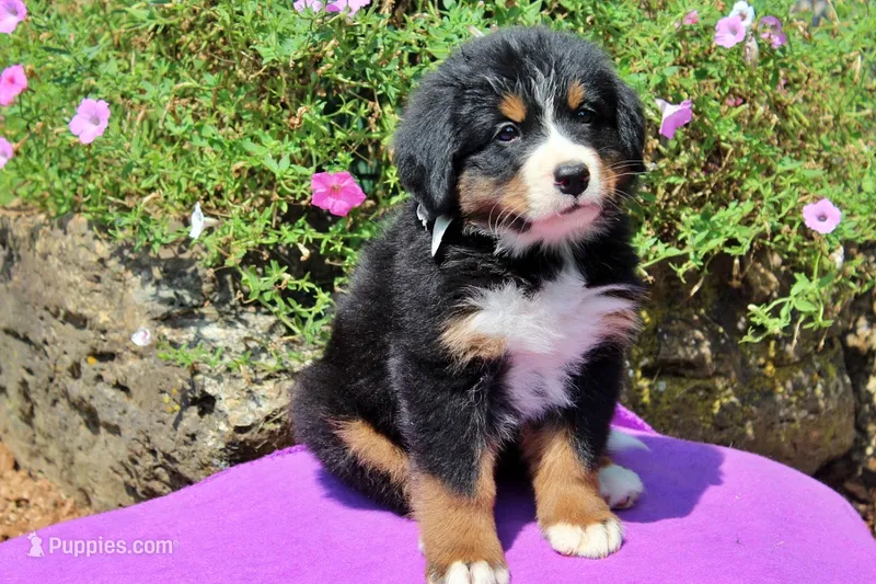 Laredo – Bernese Mountain Dog puppy for sale in Pomona, MO