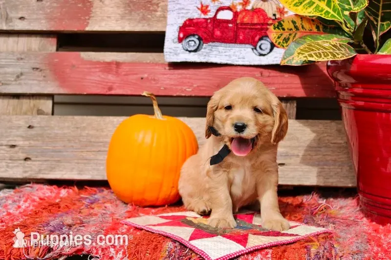 Hauss – Golden Cocker Retriever, Miniature Golden Retriever puppy for sale in Pomona, MO