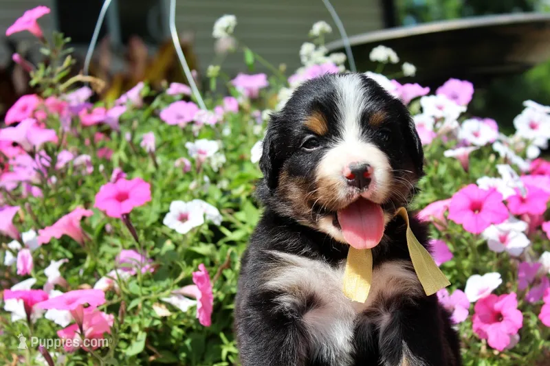 Killen – Bernese Mountain Dog puppy for sale in Pomona, MO