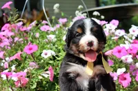 Killen, a female Bernese Mountain Dog for sale in Pomona, MO – 1 of 5
