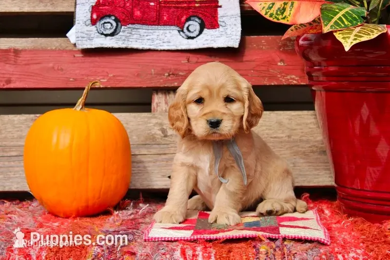 Twain – Golden Cocker Retriever, Miniature Golden Retriever puppy for sale in Pomona, MO