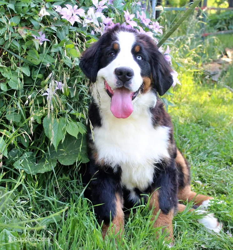 Newman – Bernese Mountain Dog puppy for sale in Pomona, MO
