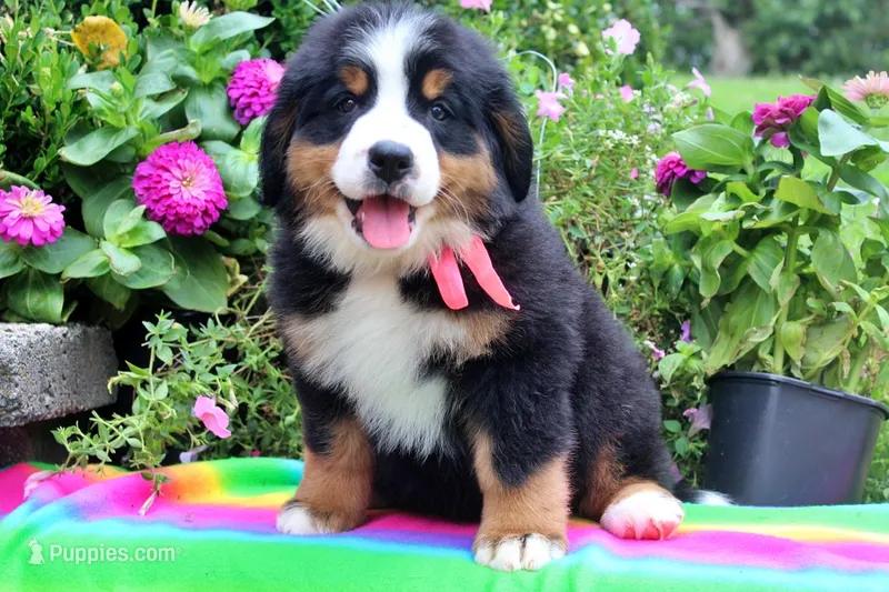 Rebel – Bernese Mountain Dog puppy for sale in Pomona, MO