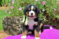 McKinney, a female Bernese Mountain Dog for sale in Pomona, MO – 7 of 10