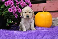 Shawnee, a female Golden Cocker Retriever and Miniature Golden Retriever for sale in Pomona, MO – 7 of 8