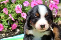 Beaumont, a male Bernese Mountain Dog for sale in Pomona, MO – 2 of 7