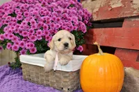 Shasta , a female Golden Cocker Retriever and Miniature Golden Retriever for sale in Pomona, MO – 5 of 8