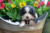 Caden, a male Bernese Mountain Dog for sale in Pomona, MO – 5 of 9