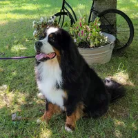 Galveston, a male Bernese Mountain Dog for sale in Pomona, MO – 7 of 7