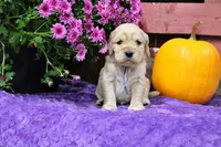 Twain, a male Golden Cocker Retriever and Miniature Golden Retriever for sale in Pomona, MO – 5 of 9