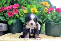 Caden, a male Bernese Mountain Dog for sale in Pomona, MO – 1 of 9