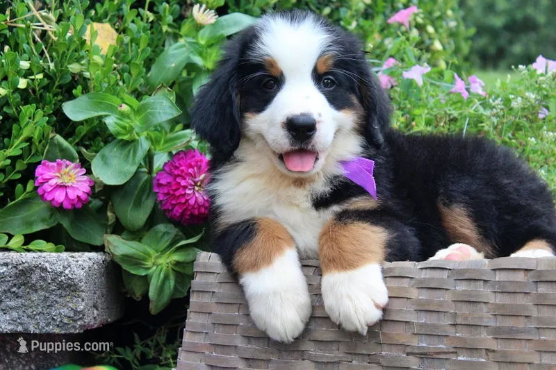 Vixen – Bernese Mountain Dog puppy for sale in Pomona, MO