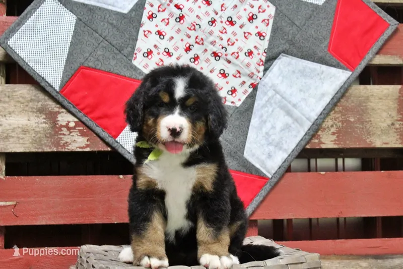 Cashmere – Bernese Mountain Dog puppy for sale in Pomona, MO