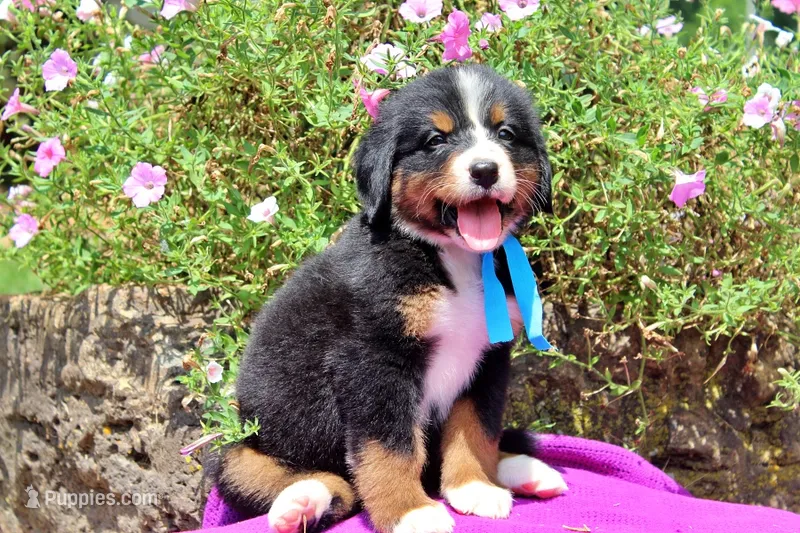 San Antonio Rose – Bernese Mountain Dog puppy for sale in Pomona, MO