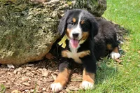 Killen, a female Bernese Mountain Dog for sale in Pomona, MO – 4 of 10