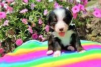 Auston, a male Bernese Mountain Dog for sale in Pomona, MO – 2 of 8