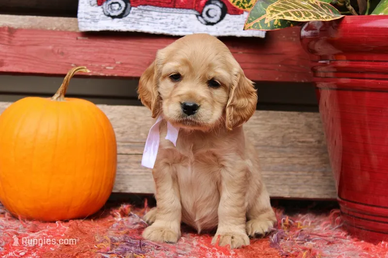 Custer – Golden Cocker Retriever, Miniature Golden Retriever puppy for sale in Pomona, MO
