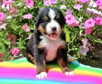 McKinney, a female Bernese Mountain Dog for sale in Pomona, MO – 6 of 8