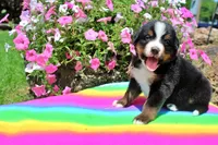 Huston, a male Bernese Mountain Dog for sale in Pomona, MO – 4 of 7