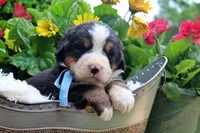 Callen, a female Bernese Mountain Dog for sale in Pomona, MO – 2 of 10
