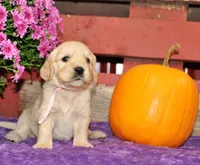 Shasta , a female Golden Cocker Retriever and Miniature Golden Retriever for sale in Pomona, MO – 6 of 8