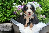 Caden, a male Bernese Mountain Dog for sale in Pomona, MO – 6 of 9