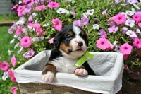 McKinney, a female Bernese Mountain Dog for sale in Pomona, MO – 2 of 8