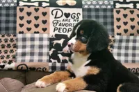 Cabernet, a female Bernese Mountain Dog for sale in Pomona, MO – 4 of 10