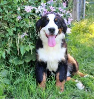 Newman, a male Bernese Mountain Dog for sale in Pomona, MO – 8 of 9