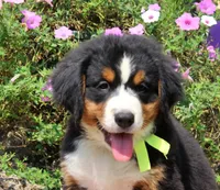 McKinney, a female Bernese Mountain Dog for sale in Pomona, MO – 5 of 10