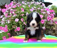 Beaumont, a male Bernese Mountain Dog for sale in Pomona, MO – 1 of 7