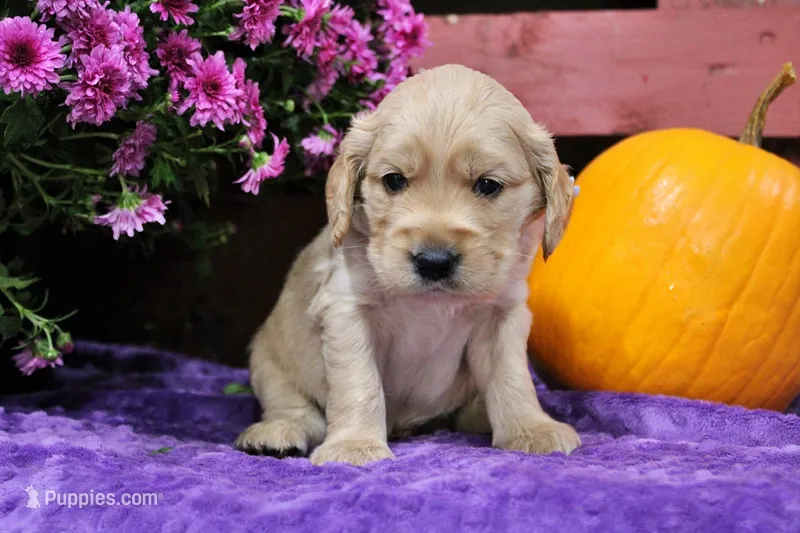 Bridger – Golden Cocker Retriever, Miniature Golden Retriever puppy for sale in Pomona, MO