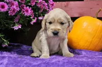 Bridger, a male Golden Cocker Retriever and Miniature Golden Retriever for sale in Pomona, MO – 1 of 6