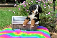 Beaumont, a male Bernese Mountain Dog for sale in Pomona, MO – 5 of 10