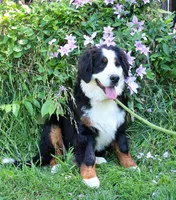 Sampson, a male Bernese Mountain Dog for sale in Pomona, MO – 5 of 8