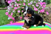 Luckenbach, a male Bernese Mountain Dog for sale in Pomona, MO – 4 of 8