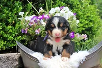 Cabernet, a female Bernese Mountain Dog for sale in Pomona, MO – 7 of 9