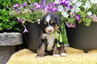 Cashmere, a female Bernese Mountain Dog for sale in Pomona, MO – 5 of 8