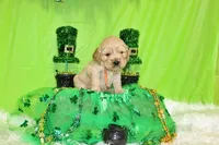 Pringles, a female Golden Cocker Retriever and Miniature Golden Retriever for sale in Pomona, MO – Photo 5 of 8