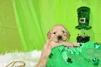 Pringles, a female Golden Cocker Retriever and Miniature Golden Retriever for sale in Pomona, MO – Photo 6 of 8