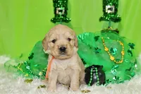 Pringles, a female Golden Cocker Retriever and Miniature Golden Retriever for sale in Pomona, MO – Photo 1 of 8