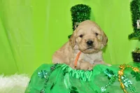 Pringles, a female Golden Cocker Retriever and Miniature Golden Retriever for sale in Pomona, MO – Photo 4 of 8