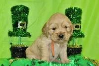 Pringles, a female Golden Cocker Retriever and Miniature Golden Retriever for sale in Pomona, MO – Photo 3 of 8