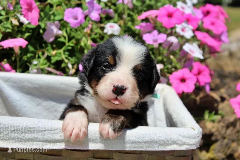 Auston – Bernese Mountain Dog puppy for sale in Pomona, MO